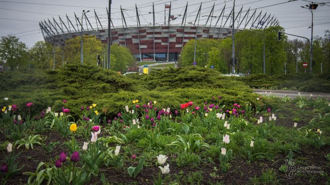 Warszawa w tulipanach. Stolicę zalało morze kwiatów [GALERIA]