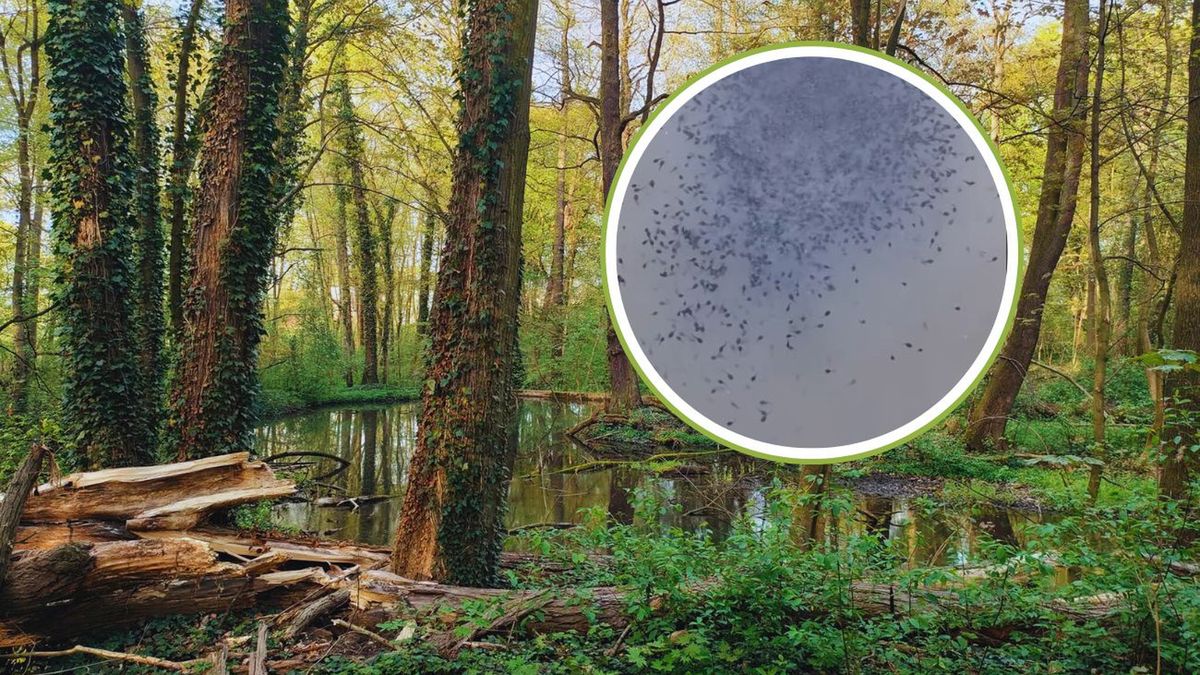 Kijanki opanowały leśne zbiorniki