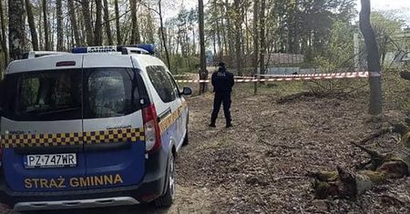 Tuż obok bawiły się dzieci! Teren natychmiast zamknięto