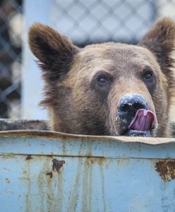Niedźwiedzie poszukują pożywienia. Podchodzą pod osiedla