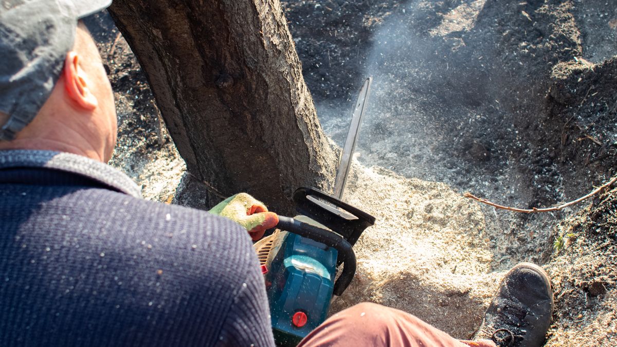 Czy wycinka drzew na terenie własnego ogrodu jest legalna?