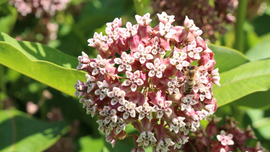 Trojeść amerykańska.