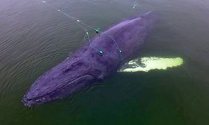 Przywlókł go do Polski tankowiec z USA. Martwy wieloryb zatopiony w Bałtyku