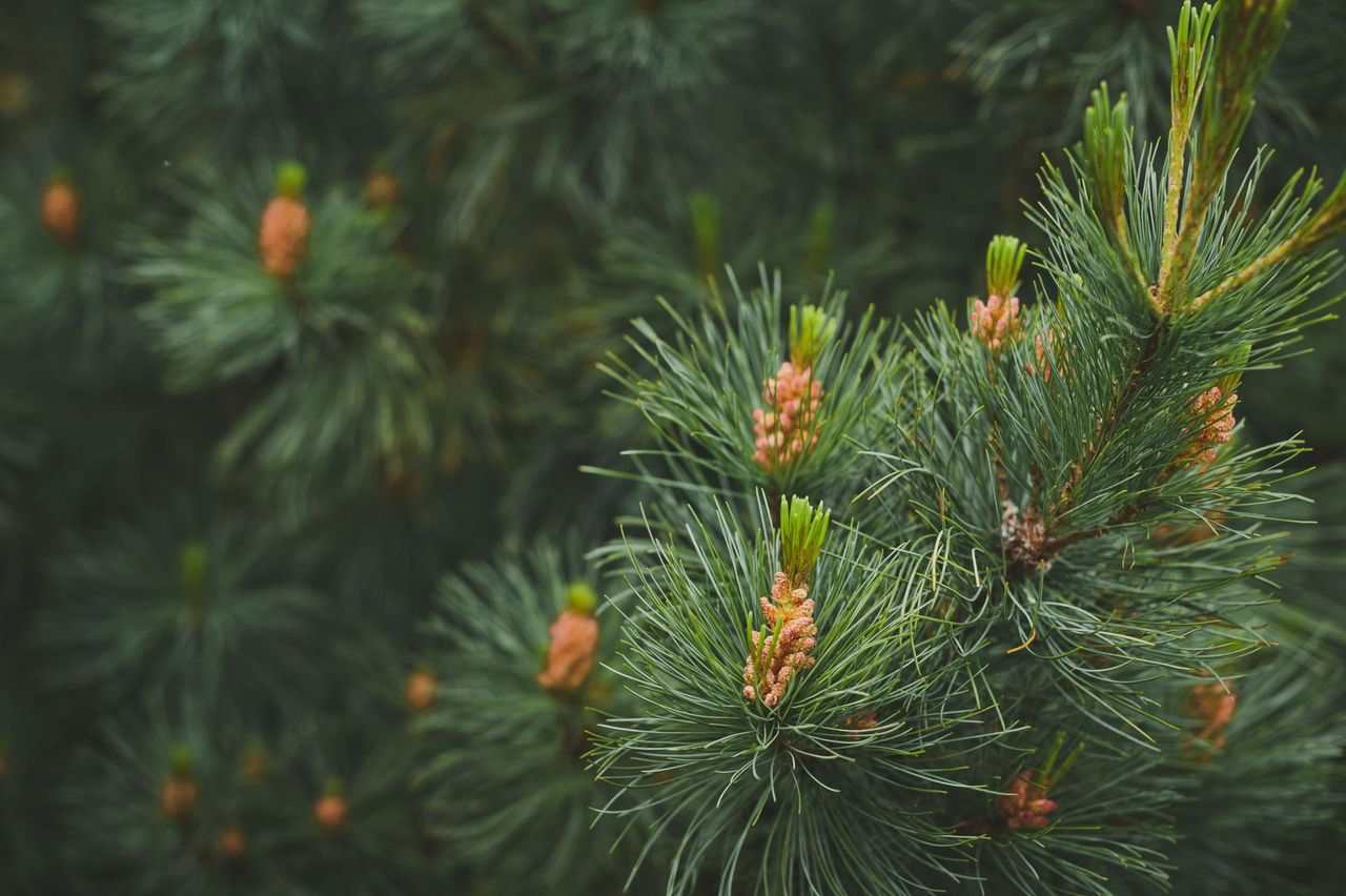 Herbata świerkowa – właściwości, działanie i przepis
