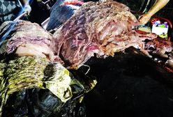 40 kg śmieci w brzuchu walenia. Przerażające znalezisko na Filipinach