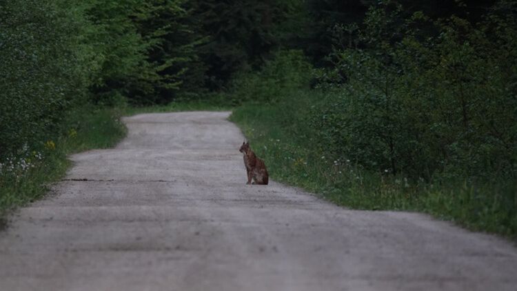 Ryś w Rysim Lesie, Fot. A.Zbożek