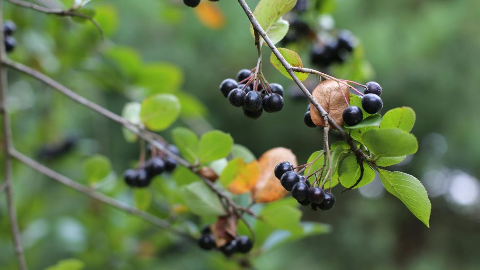 Aronia/ ilustracja