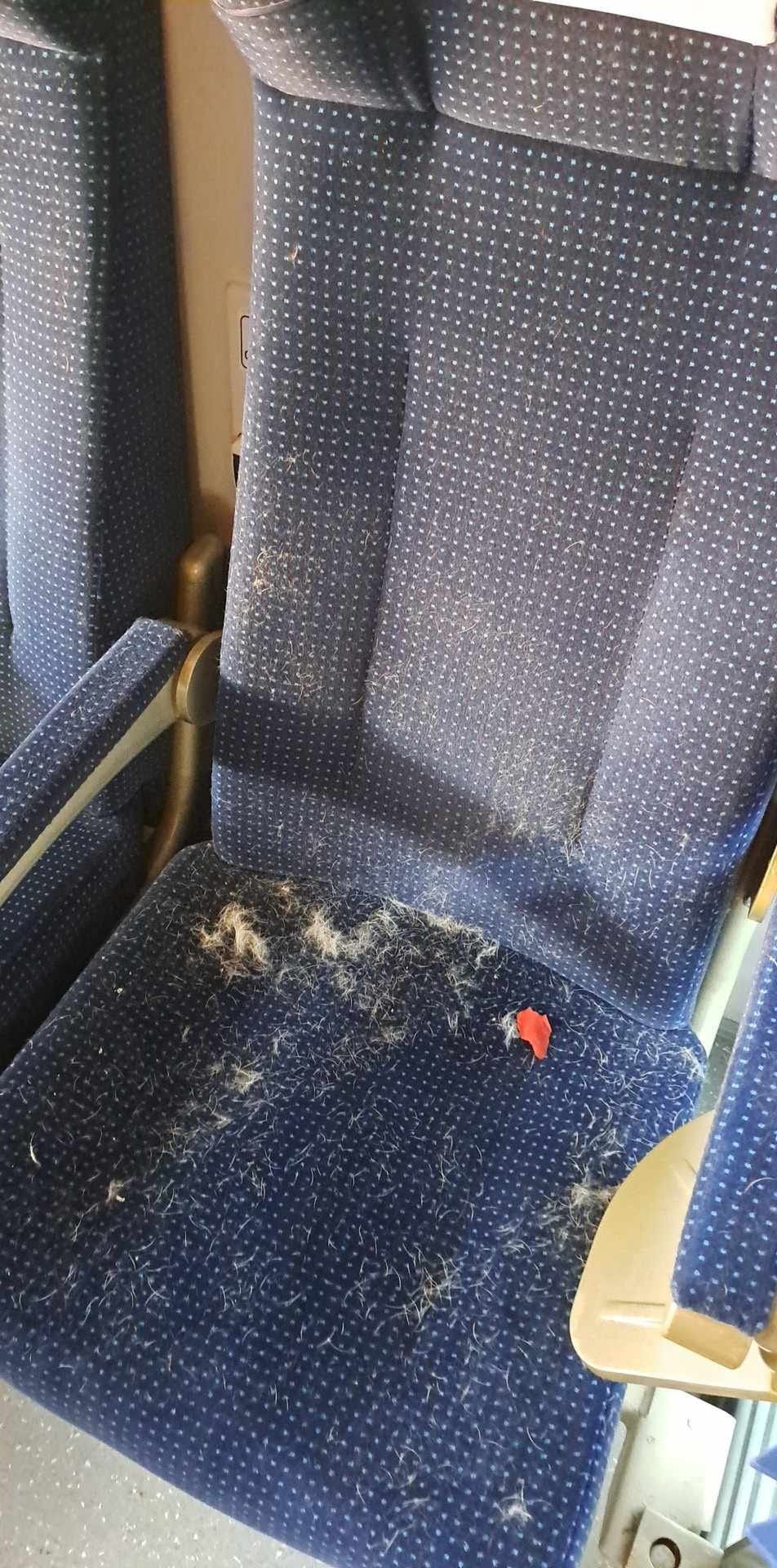Pasażerka zastała całe fotele pokryte sierścią 