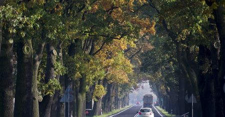PiS bierze się za drzewa przy drogach. Pójdą pod topór