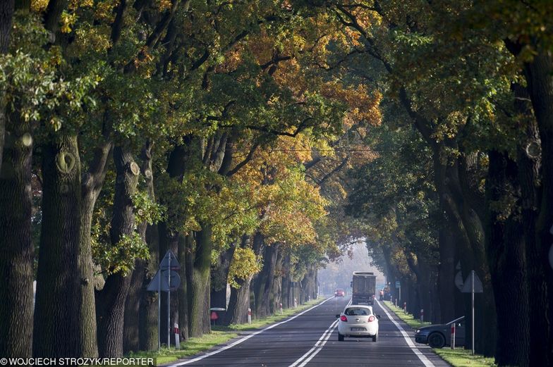 Każdego roku w wyniku zderzeń z przydrożnymi drzewami ginie prawie pół tysiąca osób, a ok. 2,5 tys. zostaje rannych