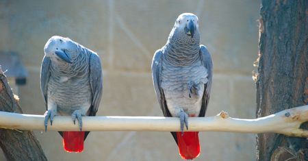Wielka Brytania. Papugi usunięte z zoo. Zaczęły przeklinać