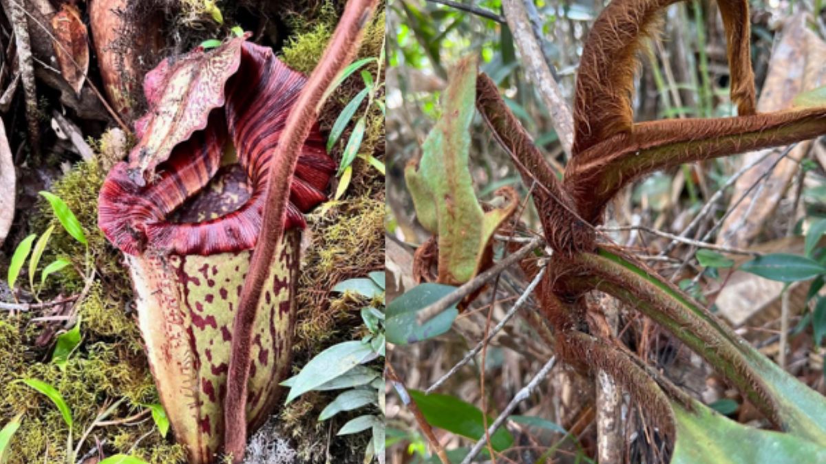 Nowoodkryty  gatunek dzbanecznika