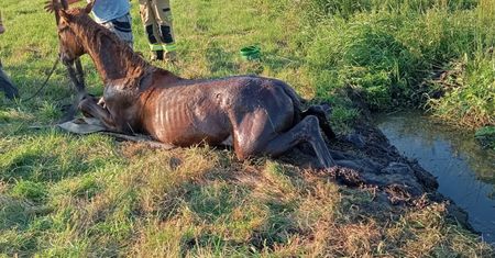 Koń wpadł do rowu. Na pomoc ruszyli strażacy