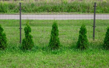 Wrzuć to pod tuje w marcu. Będą rosły jak na drożdżach