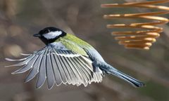 "Przeżyłem noc i nadal tu jestem". Zaskakujące fakty o ptakach