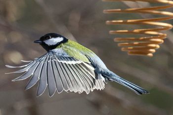 "Przeżyłem noc i nadal tu jestem". Zaskakujące fakty o ptakach