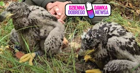 Wygrała licytację WOŚP. Leśnik ogłosił decyzję matki chrzestnej bielików