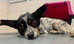 Wrocław. Psi kat z Bielawy. Zmasakrował kolejne zwierzę