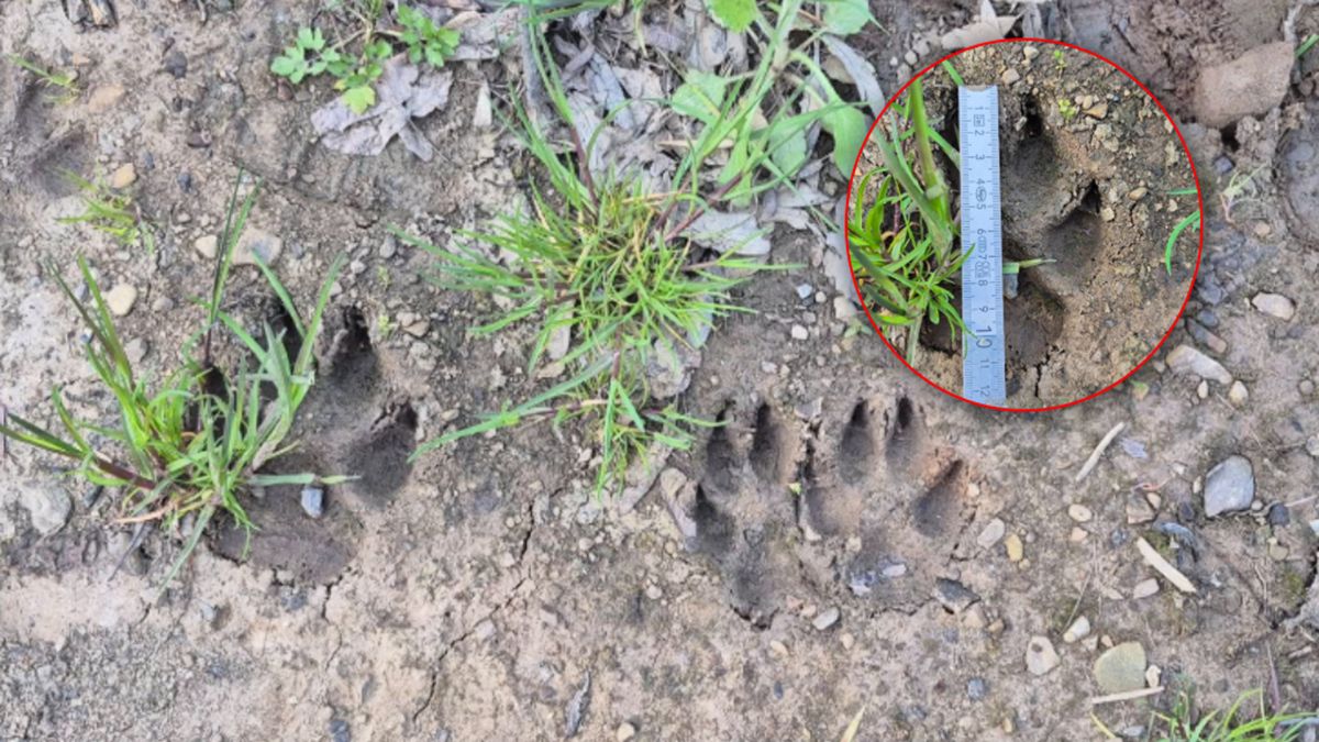 Ślady wilków w Bieszczadach. Ekspertka komentuje.