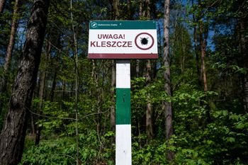 Niebezpieczne kleszcze już w Polsce. "Biegną do człowieka"