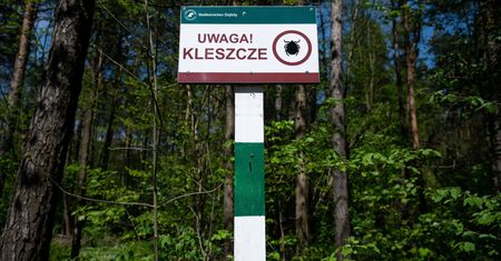 Niebezpieczne kleszcze już w Polsce. "Biegną do człowieka"
