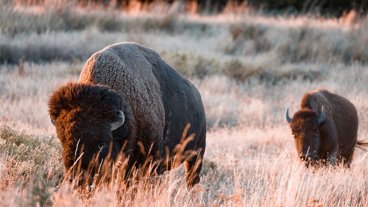 72-latka wielokrotnie raniona przez bizona. Chciała zrobić zdjęcia 1