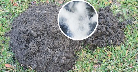 Tak pozbędziesz się kretów. Sposób jest banalnie prosty i darmowy
