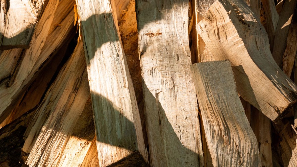 Fresh cut firewood
Jan Hakan Dahlstrom