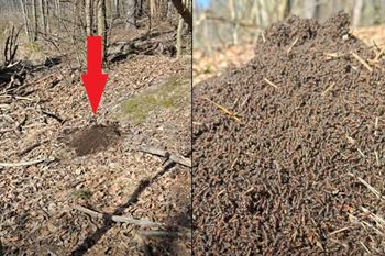 Wiosenne przebudzenie w polskim lesie. Tylko spójrz