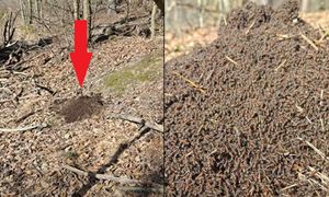 Wiosenne przebudzenie w polskim lesie. Tylko spójrz