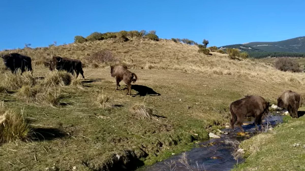 polskie żubry w hiszpanii