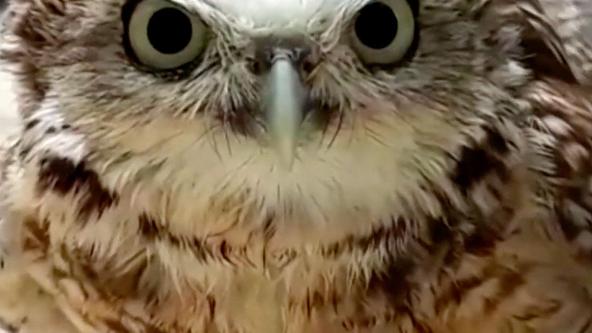 Z ukrytą kamerą wśród zwierząt. Sowa nie życzyła sobie filmowania 1