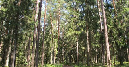 Idą na to dziesiątki tysięcy złotych. Leśnicy załamują ręce