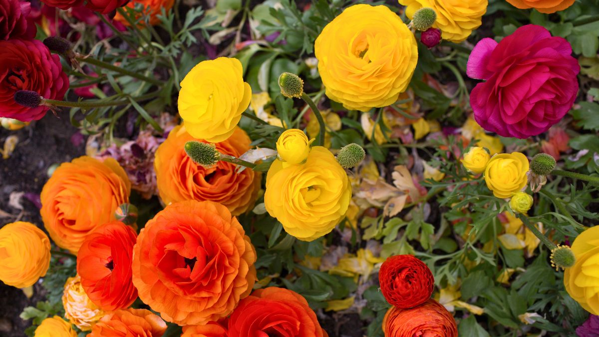 Jaskry azjatyckie to mało znane róże wiosny 