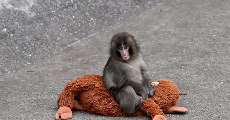Internauci boją się, że małpka Punch jest prześladowana. Zoo wydało oświadczenie