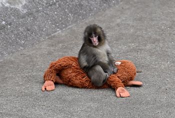 Internauci boją się, że małpka Punch jest prześladowana. Zoo wydało oświadczenie