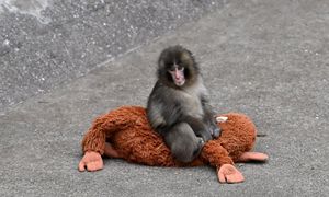 Internauci boją się, że małpka Punch jest prześladowana. Zoo wydało oświadczenie