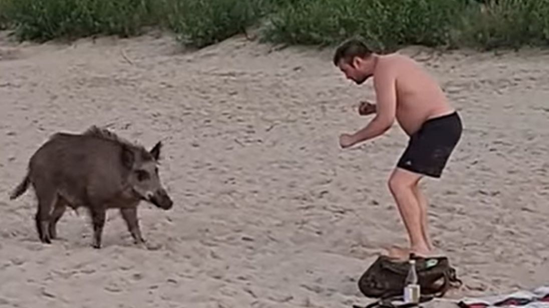 Dzik na plaży w Sopocie 