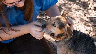 Wrocław: Ekostraż ratuje zwierzęta. Azyl wciąż w remoncie