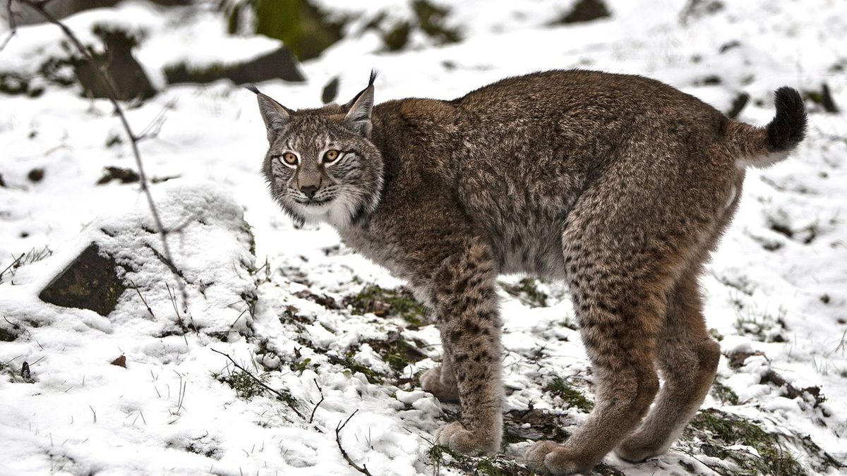 Śmierć młodej rysicy wstrząsnęła przyrodnikami