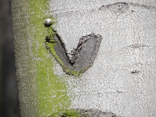 Nikon Coolpix P100, czyli ultrazoom bez kompromisów - TEST część 2 21