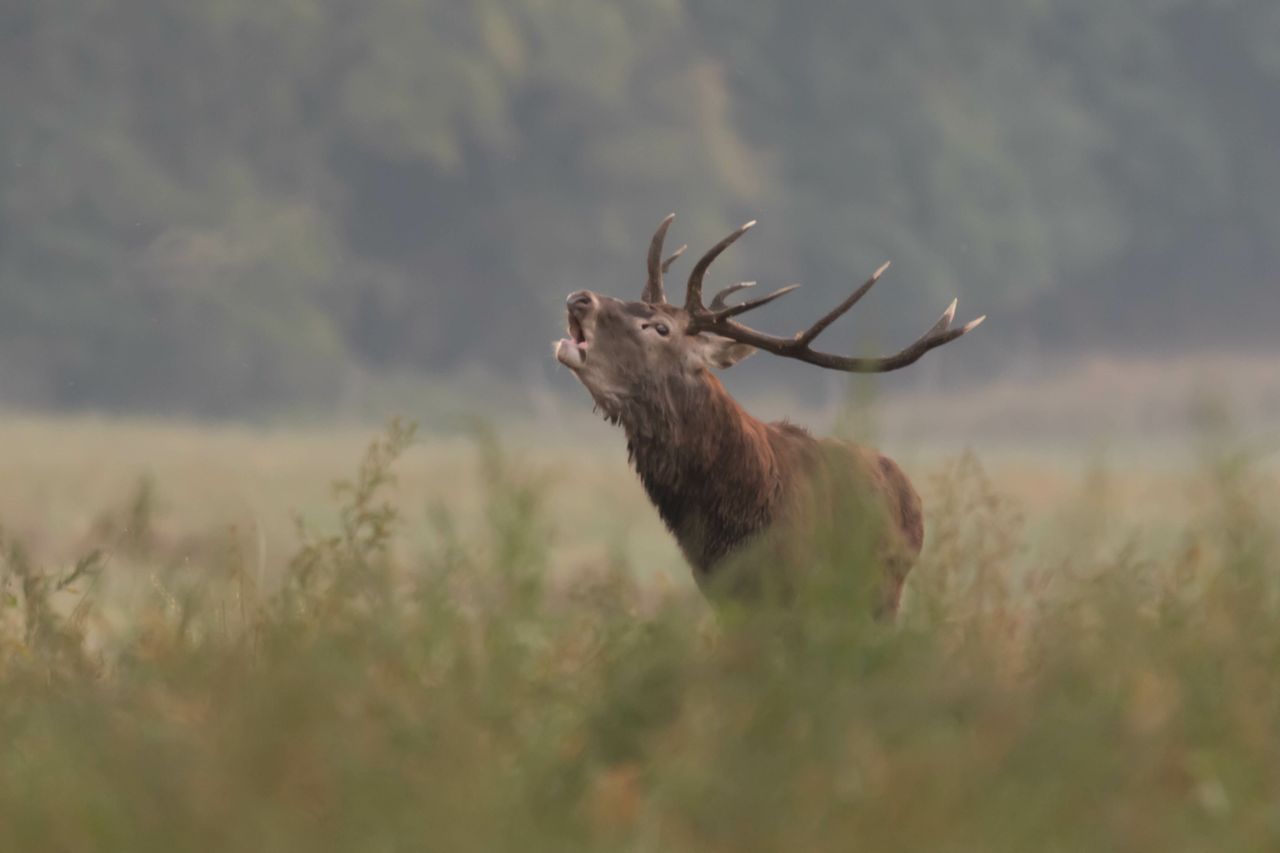 Tarnów: Rykowisko w lasach to fascynujący spektakl, w którym główne role odgrywają majestatyczne jelenie
