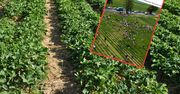 Samozbiór truskawek. Zdziwicie się, ile płacą za kilogram