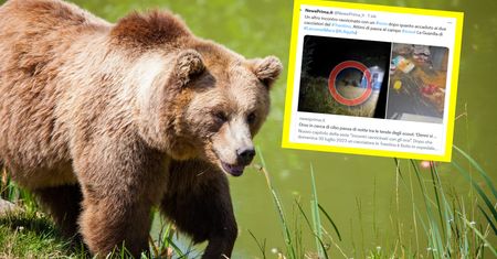 Niedźwiedź w namiocie. Panika na obozie harcerskim