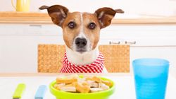 Produkty, których nie wolno dawać do jedzenia psu. Sprawdź, czy nie popełniasz błędu