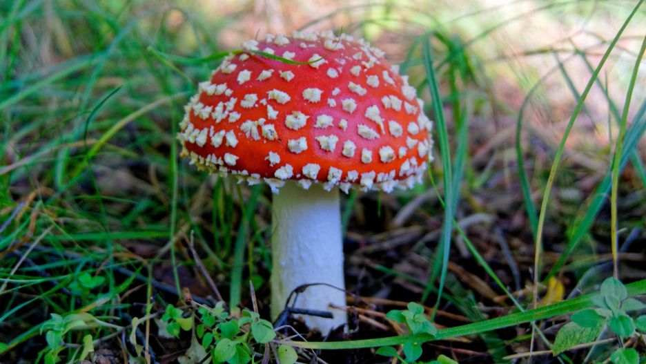 Atlas grzybów trujących. Uważaj na nie podczas zbiorów!