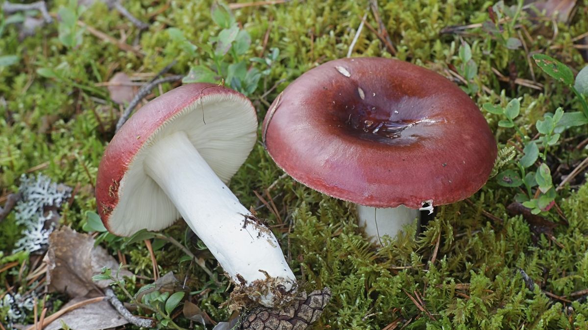 Wyjątkowy smak i potencjał kulinarny gołąbka błotnego