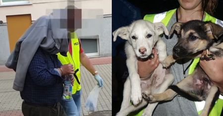 Właściciel schroniska w Radysach ARESZTOWANY! "Trudno opisać słowami to, co tam się działo"