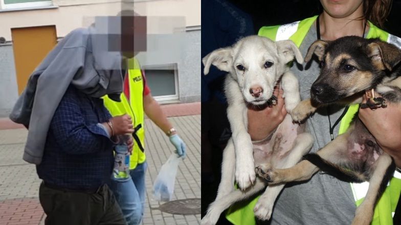 Właściciel schroniska w Radysach aresztowany