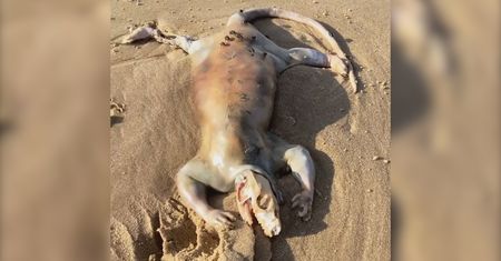 Tajemniczy ''przybysz z kosmosu'' na plaży. Niezwykłe odkrycie w Australii